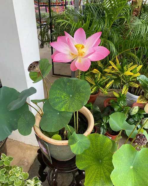 Lotus lucky plant of Goddess Lakshmi symbolizing wealth
