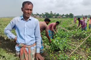 প্রতিবার নির্বাচনের আগে মাজেদ মল্লিকের পটল খেত নষ্ট করে দিয়ে যায় দুষ্কৃতীরা!