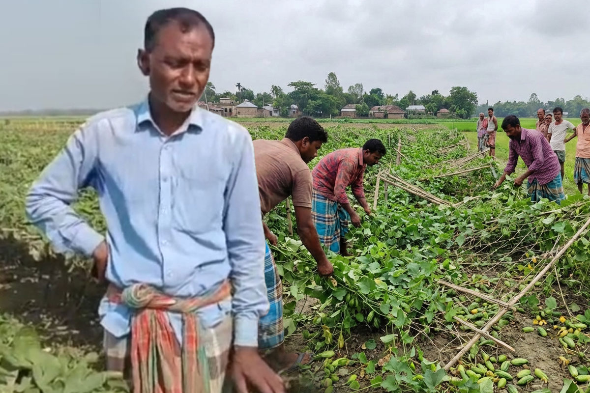 প্রতিবার নির্বাচনের আগে মাজেদ মল্লিকের পটল খেত নষ্ট করে দিয়ে যায় দুষ্কৃতীরা!