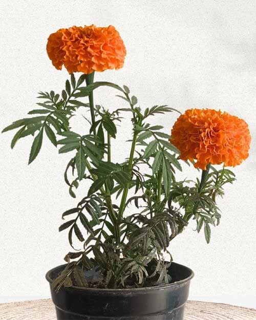 Marigold plant known as a lucky plant that brings positive energy