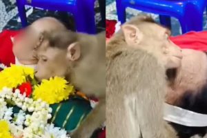 ভাষাহীন ভালোবাসা… রোজ দিতেন খাবার, সেই বৃদ্ধার শেষযাত্রায় শোকে বিহ্বল বাঁদর! ভাইরাল ভিডিও