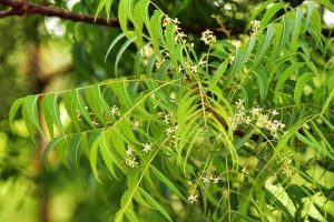 বাংলার নিমগাছে ‘মারণ রোগ’, নেপথ্য কারণ জানলে চমকে যাবেন