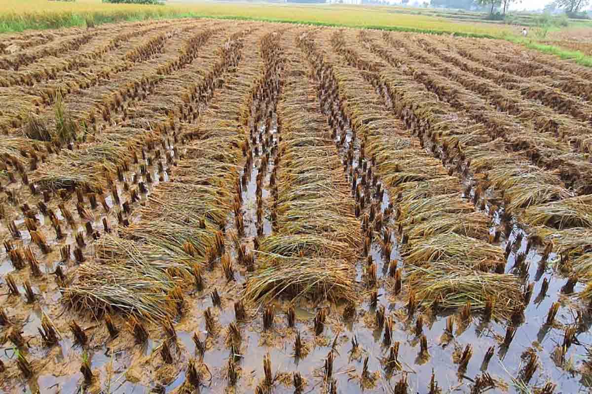 ঝড়বৃষ্টিতে ধান চাষে ব্যাপক ক্ষতি, মাথায় হাত বাংলার কৃষকদের
