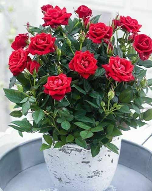 Rose plant regarded as a lucky plant for abundance