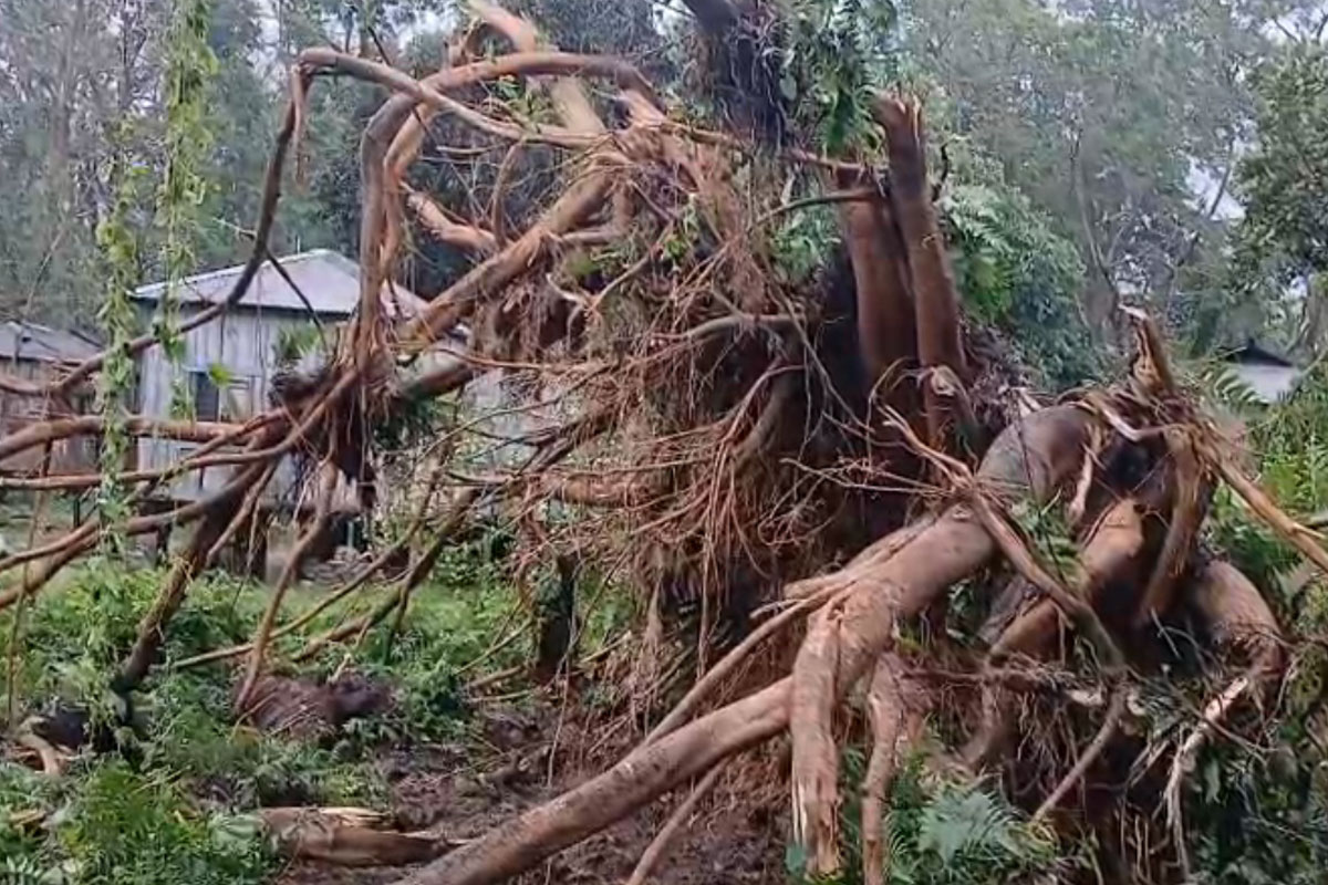 ভোরের কালবৈশাখীতে লণ্ডভণ্ড আলিপুরদুয়ার, বহু গাছ পড়ে ভাঙল রিসর্ট-অবরুদ্ধ রাস্তা!