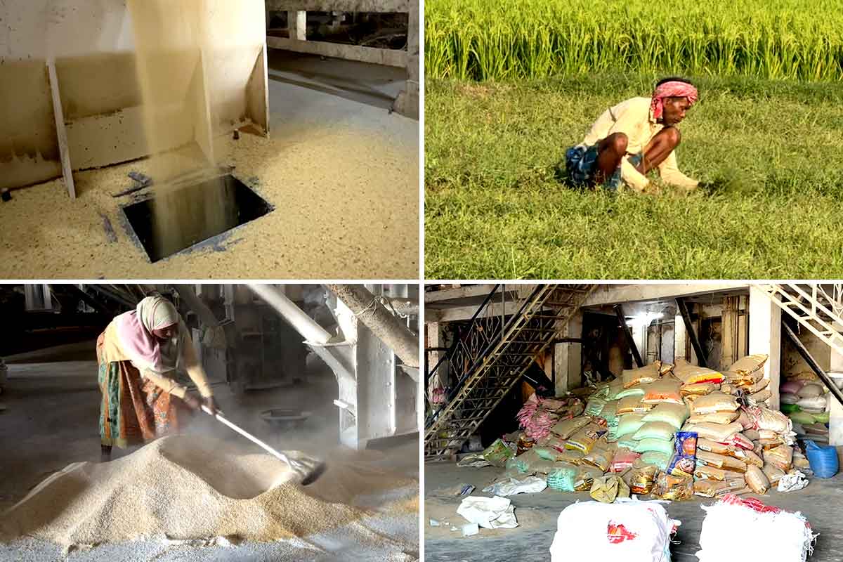 ধানের গোলায় সুখ! কী বলছেন পূর্ব বর্ধমানের চাষিরা?