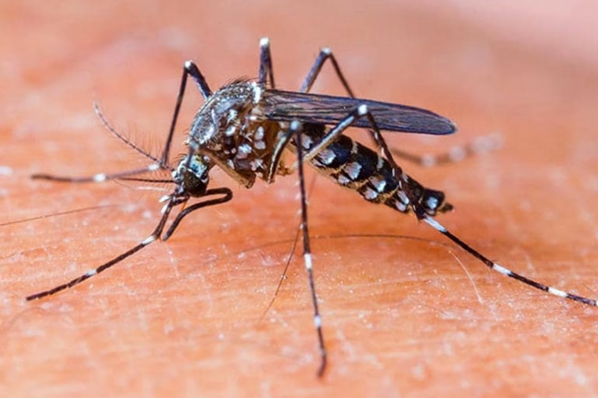 Mosquito prevention tips to stop Chikungunya spread