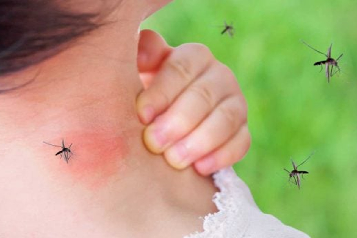 does drinking alcohol increase mosquito bites research