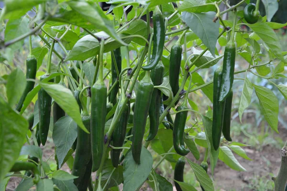 growing fast-growing vegetables including chillis, onion  easily at home