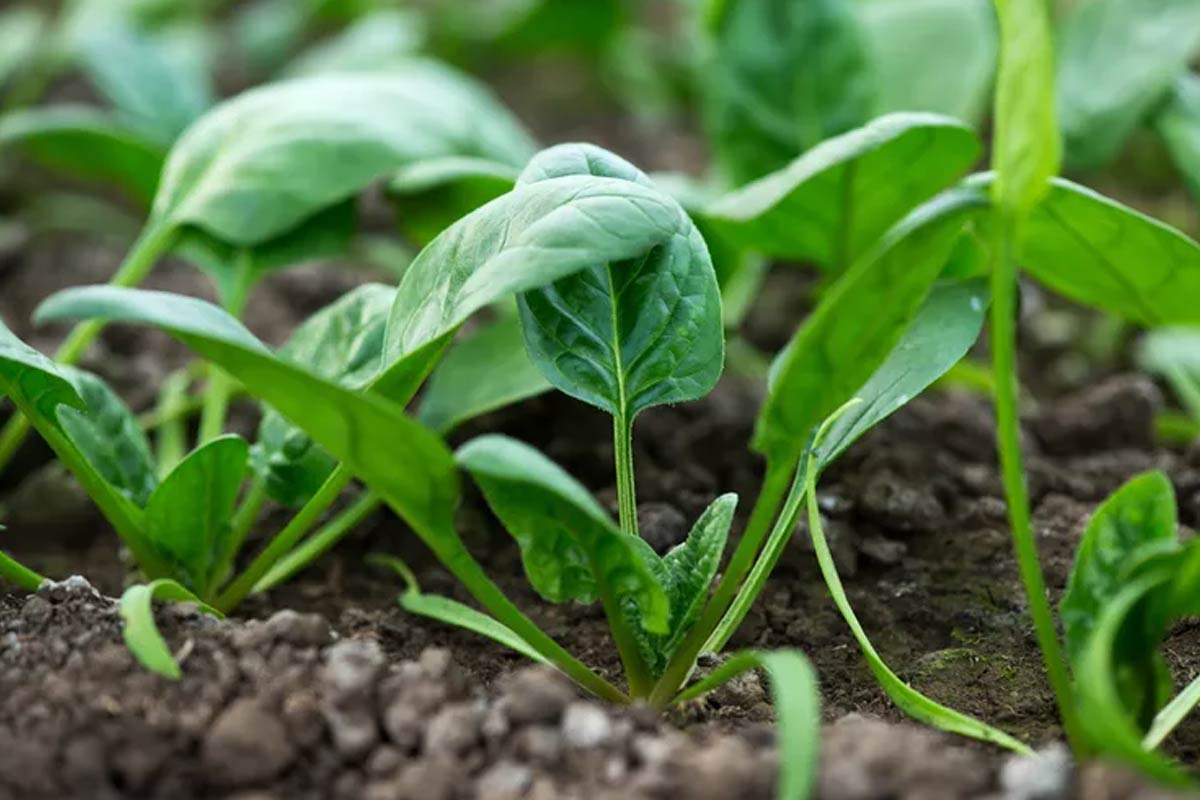 home gardening with fast-growing vegetables such as spinach, lettuce