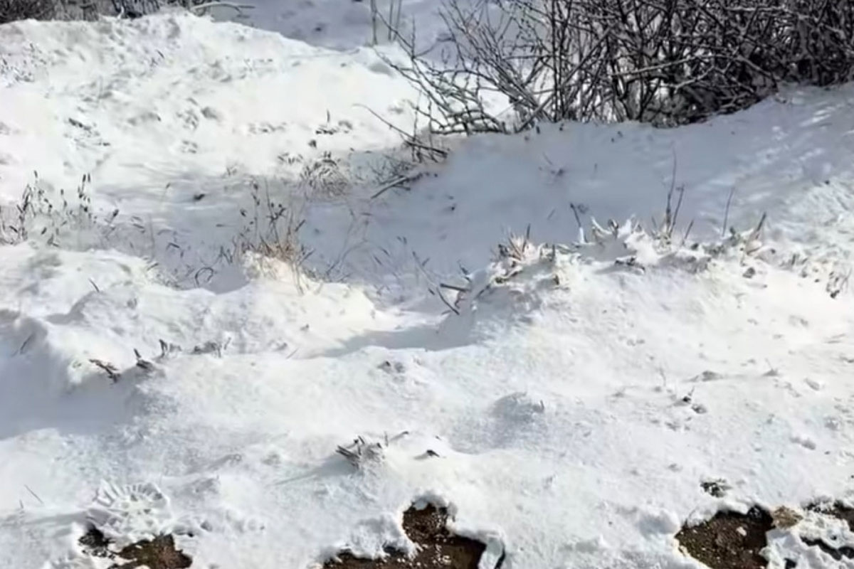 Heavy snowfall in Sandakphu