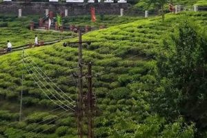 এক কেজি চায়ের নাম ২৭ হাজার টাকা! দেশীয় বাজারে নজর কেড়েছে সিকিমের টেমি চা