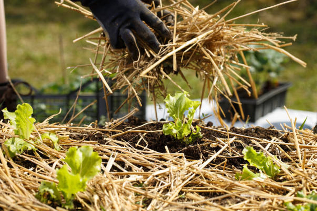 Straw mulching creates a protective layer like a blanket to retain soil moisture and protect plants
