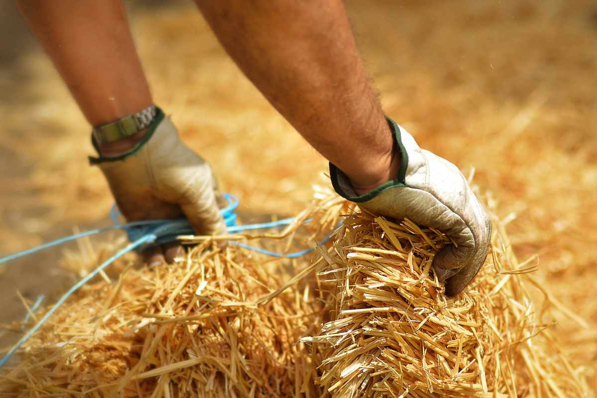Straw mulching acts like a blanket over soil, helping retain moisture and keep plants healthy
