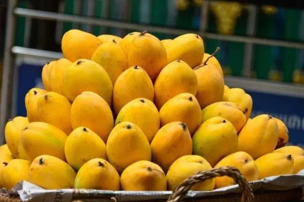 How to Identify Real Himsagar Mango: Avoid Fake Ones in the Market