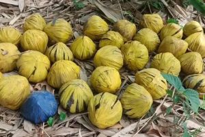 বারুদের স্তূপ বীরভূমে! মল্লারপুরে বিপুল পরিমাণ তাজা বোমা মজুতের নেপথ্যে কারা?