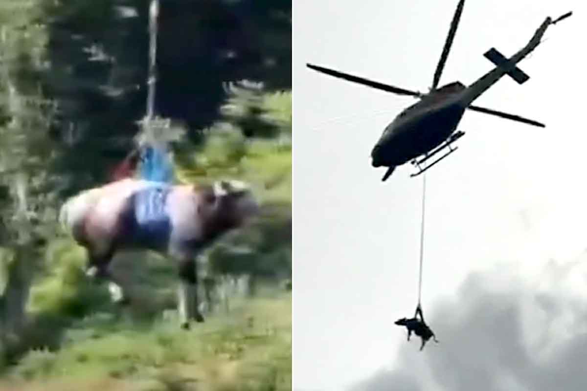 আকাশে উড়ছে গরু! পুনর্বাসন কেন্দ্র ছুটল উদ্ধারকারী কপ্টার, ভিডিও দেখে অবাক নেটপাড়া