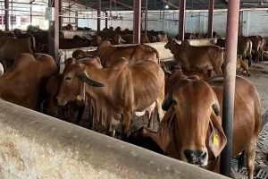 নিয়ম বহির্ভূতভাবে পশুবলিতে লাগাম টানতে কড়া শর্ত, নির্দেশ অমান্য করলেই জেল ও জরিমানা
