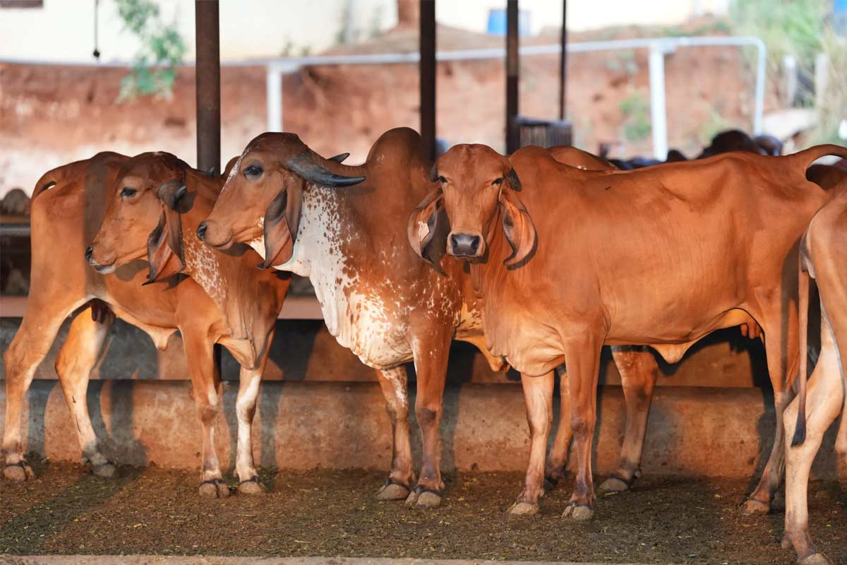 ‘গোমাংস রপ্তানি নিষিদ্ধ হোক’, জাতীয় পশুর মর্যাদা চেয়ে সরব আজমেঢ় শরিফের মৌলবি