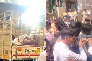 ছাগল কুরবানিতে ‘না’, ইদের আগে মুম্বইতে ধুন্ধুমার, পালটা শূকর নিয়ে এল হিন্দুত্ববাদী দল