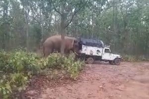 ‘শক্তিমান’ রামলাল! ঝাড়গ্রামে ২৪ ঘণ্টায় হাতির হানায় প্রাণ গেল দু’জনের