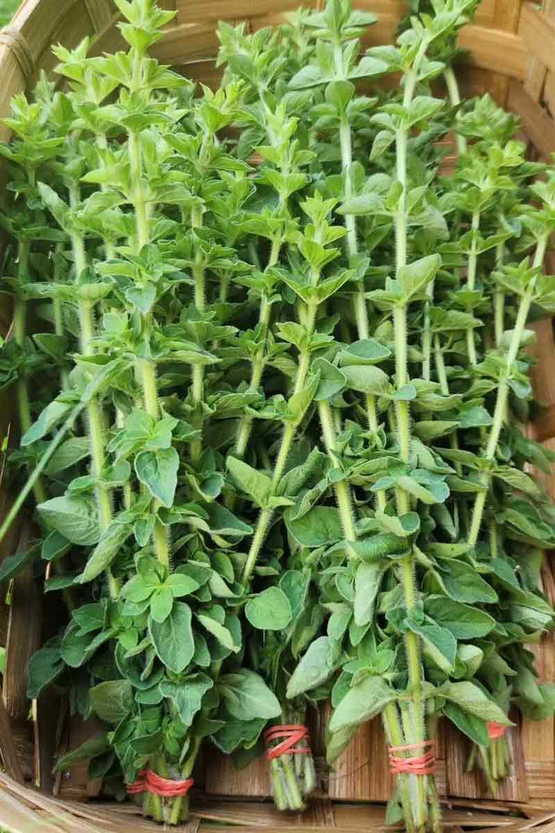Oregano-1