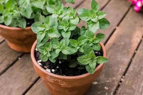 Oregano-2