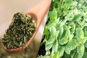 উপকারিতা বহু, বাড়ির ছাদেই করুন অরিগানো চাষ