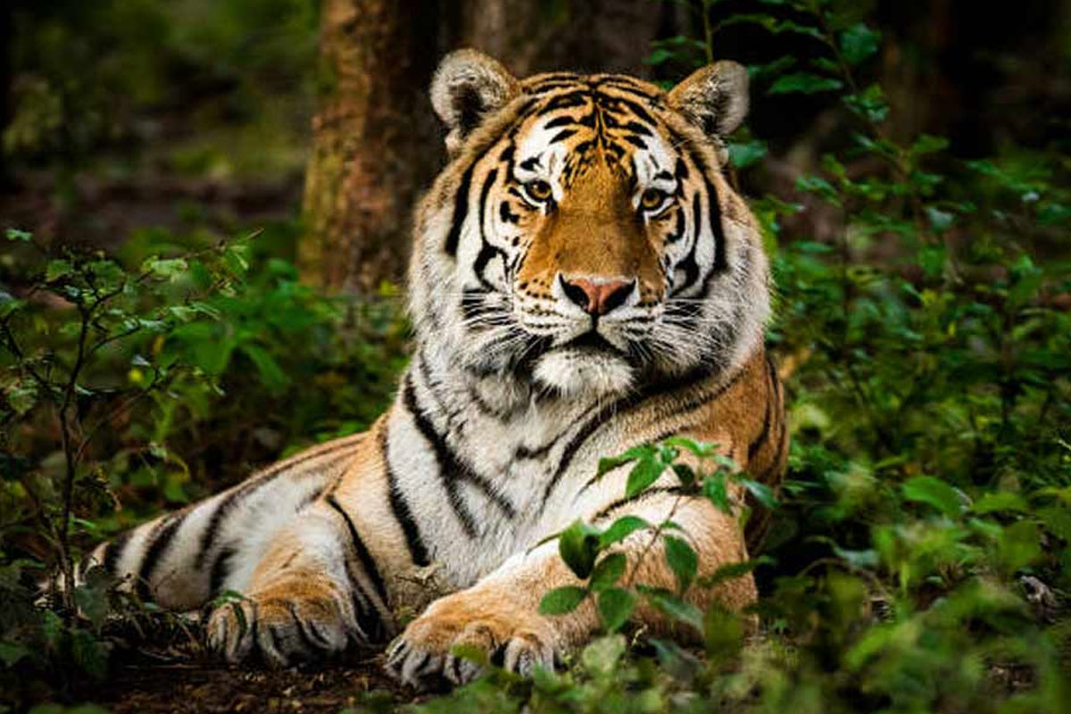বক্সায় আসছে আরও বাঘ! টাইগার রিজার্ভ খালি করতে সরানো হবে জয়ন্তীর জনবসতি