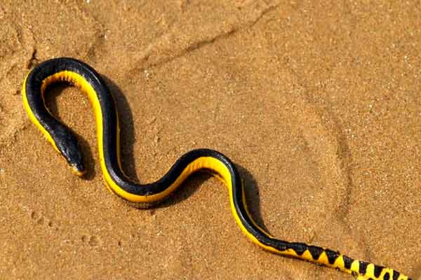 Yellow-bellied sea snake, one of the world’s most venomous sea snakes, spotted at Mandarmani