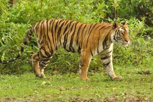 কোথা থেকে বক্সায় আসবে বাঘ? অসম-বিহারে নজর বনকর্তাদের