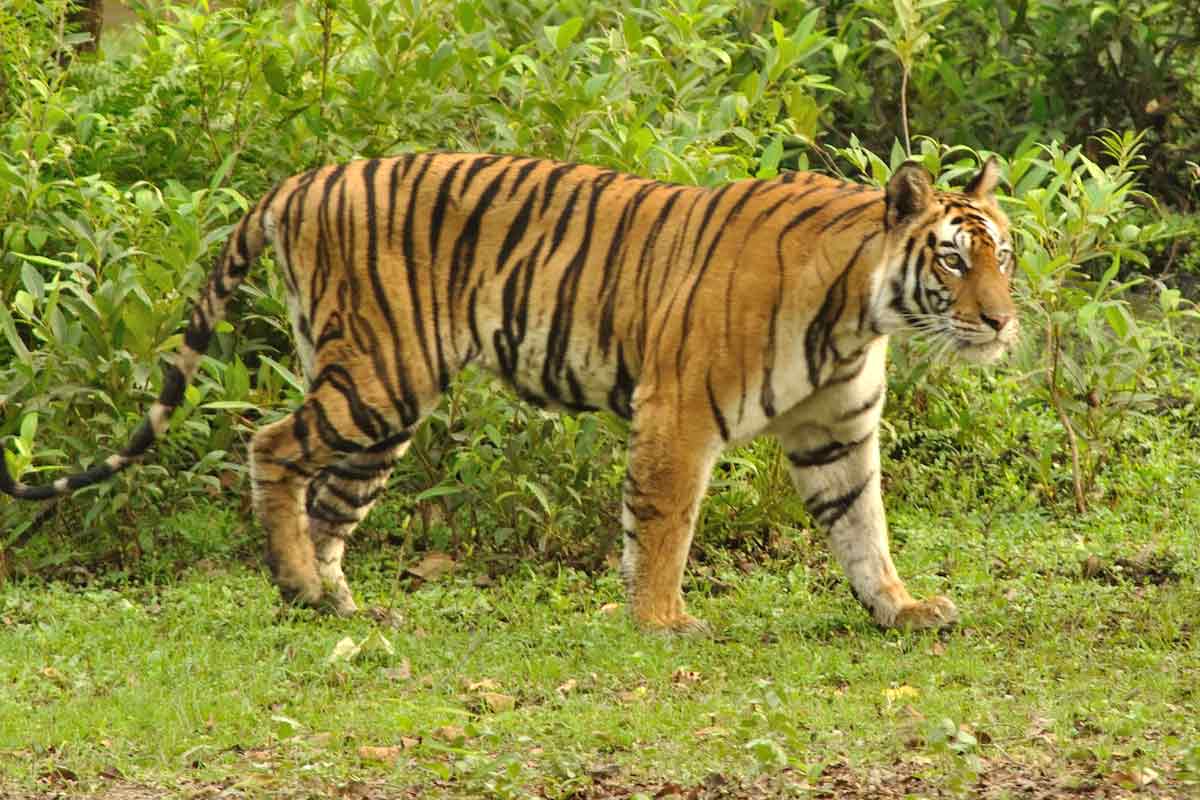 কোথা থেকে বক্সায় আসবে বাঘ? অসম-বিহারে নজর বনকর্তাদের