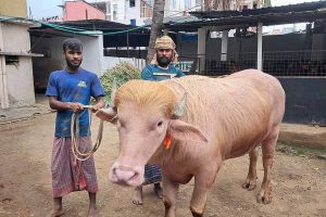 ‘ট্রাম্প’ ও ‘নেতানিয়াহু’কে নিয়ে ব্যাপক উন্মাদনা, ইদের বাংলাদেশে চর্চায় দুই মহিষ