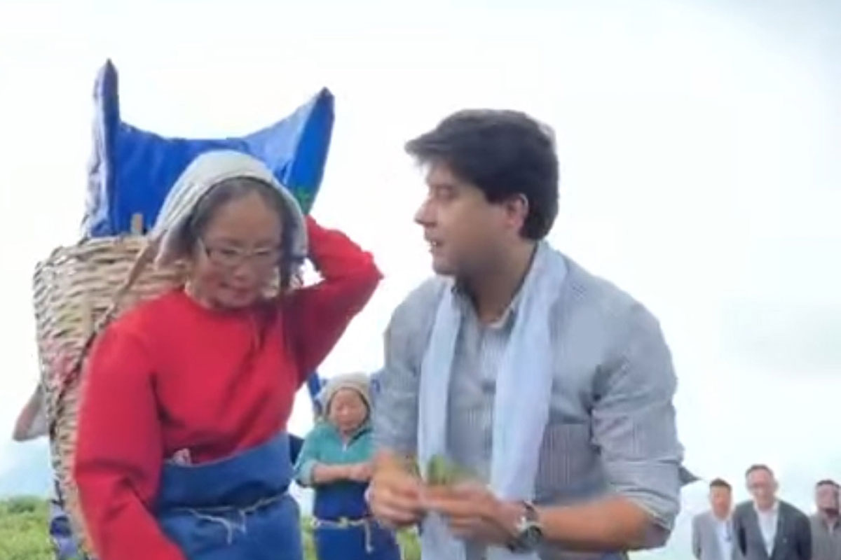 Jyotiraditya Scindia picks tea leaves in Sikkim garden
