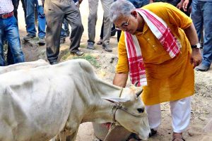 ‘গোমাতা’কে আদর করলে রক্তচাপ কমে! ‘গরুর দুধে সোনা’র পর এবার নয়া দাবি মন্ত্রী দিলীপের