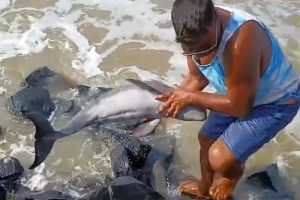 দিঘার সৈকতে ভেসে এল ডলফিন, পর্যটকদের হাত থেকে উদ্ধার করে সমুদ্রে ফেরালেন নুলিয়ারা