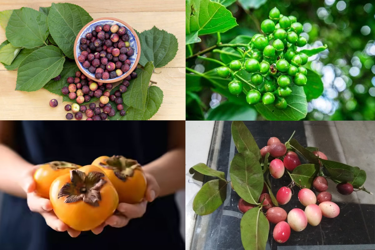 4 uncommon fruits one can try instead of regular ones