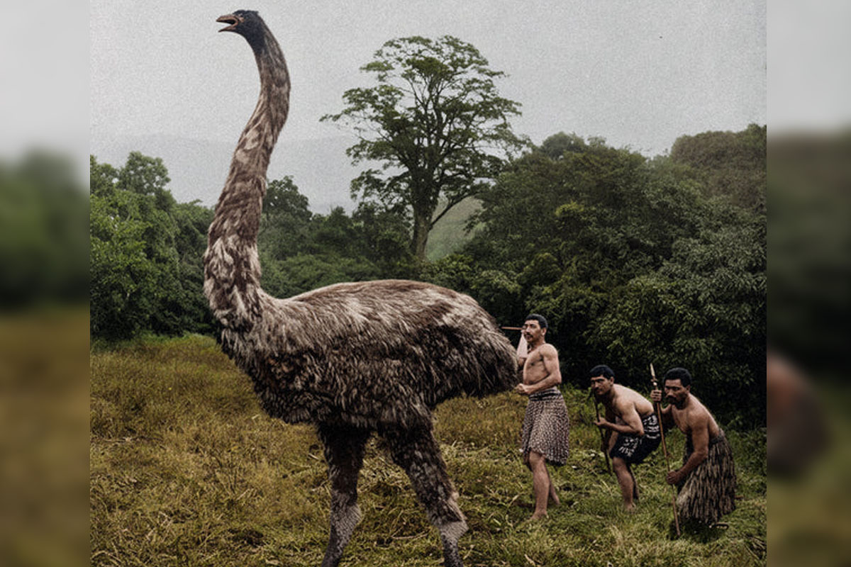 scientific experiment aims to bring back extinct bird giant moa