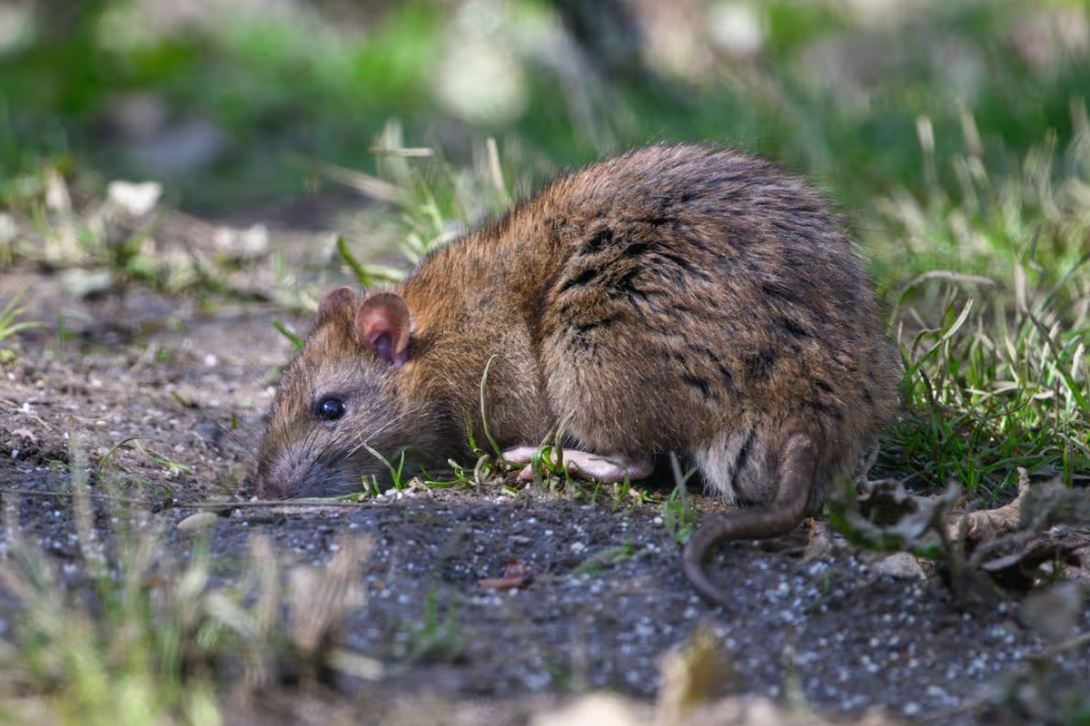 cruise ship hantavirus outbreak 3 deaths how dangerous is this virus