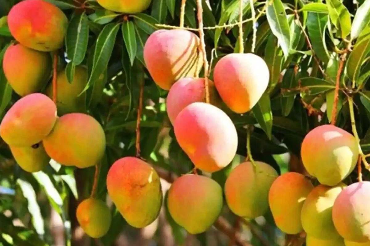 Buying Himsagar Mango? Learn How to Identify the Authentic Variety Easily