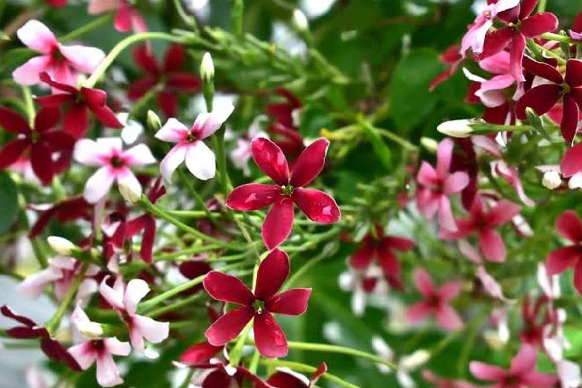 Gardening Tips: 6 Year Round Flowering Plants For Your Garden