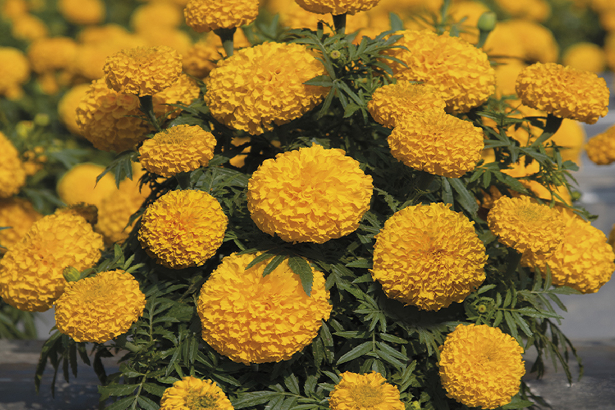 genda phool protein revolution marigold new study food future
