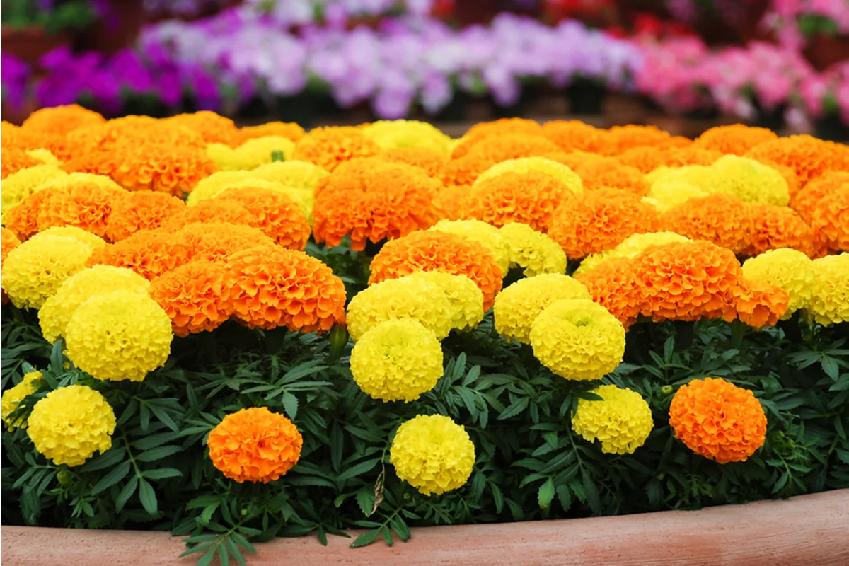 genda phool protein revolution marigold new study food future
