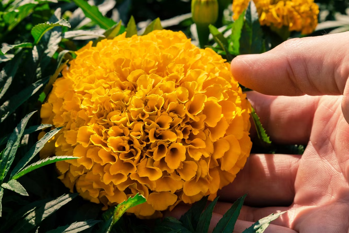 genda phool protein revolution marigold new study food future