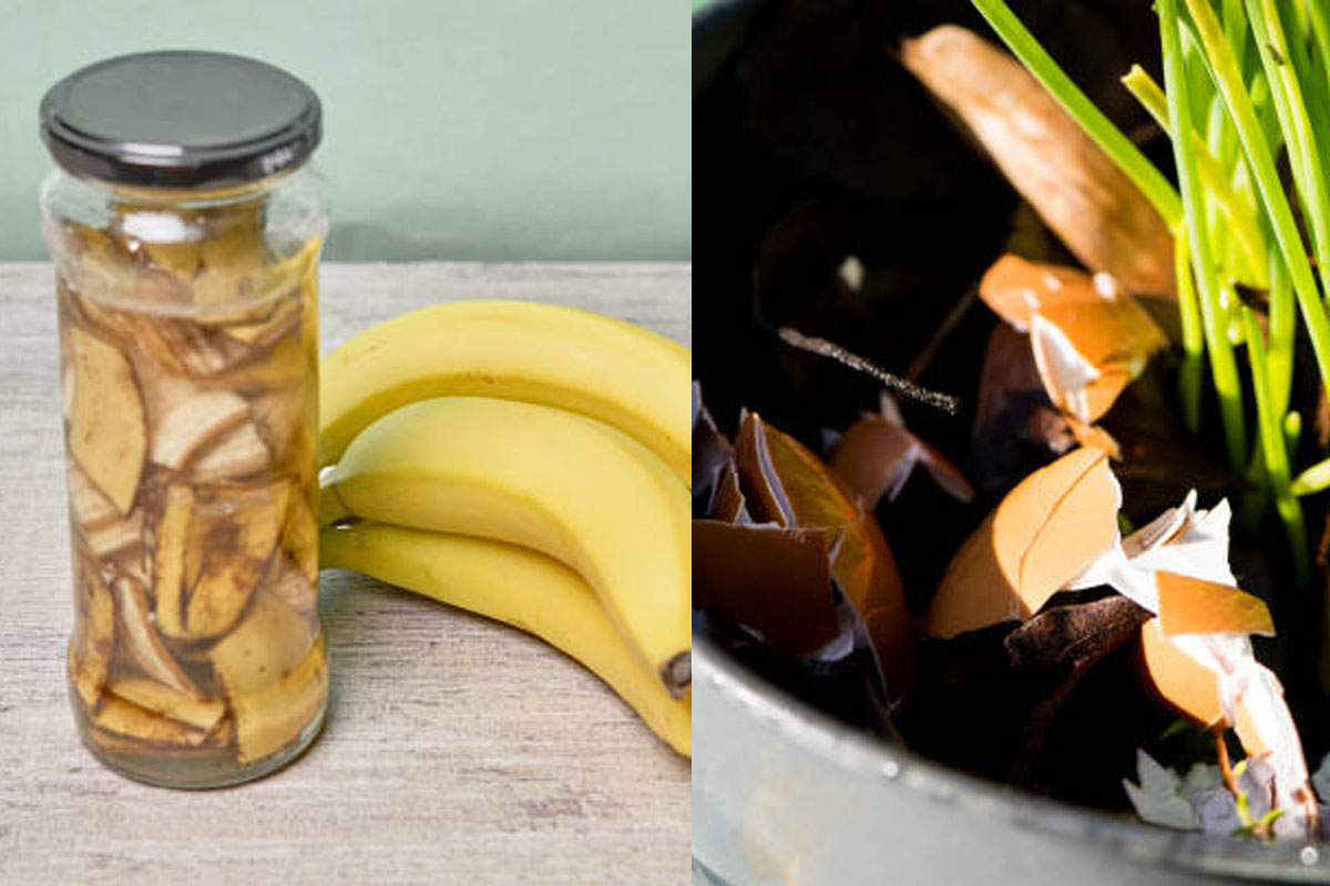 5 ideas to reuse kitchen waste as natural fertilizer for garden