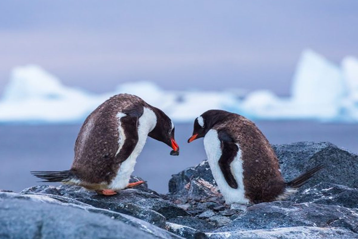 genz love language pebbling inspired from penguins