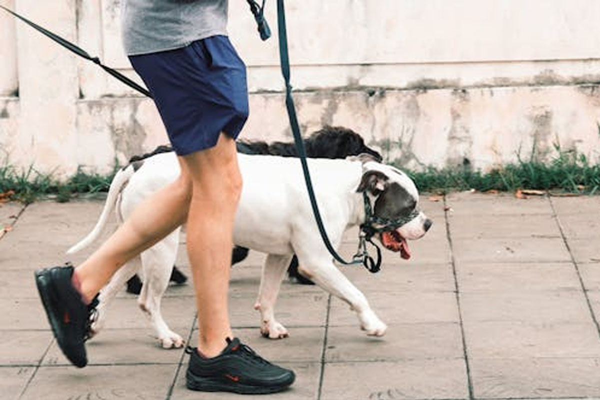 ways to prevent arthritis of aged pet dog