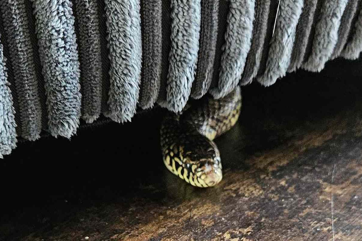6 ways to understand if a snake is hiding in your garden