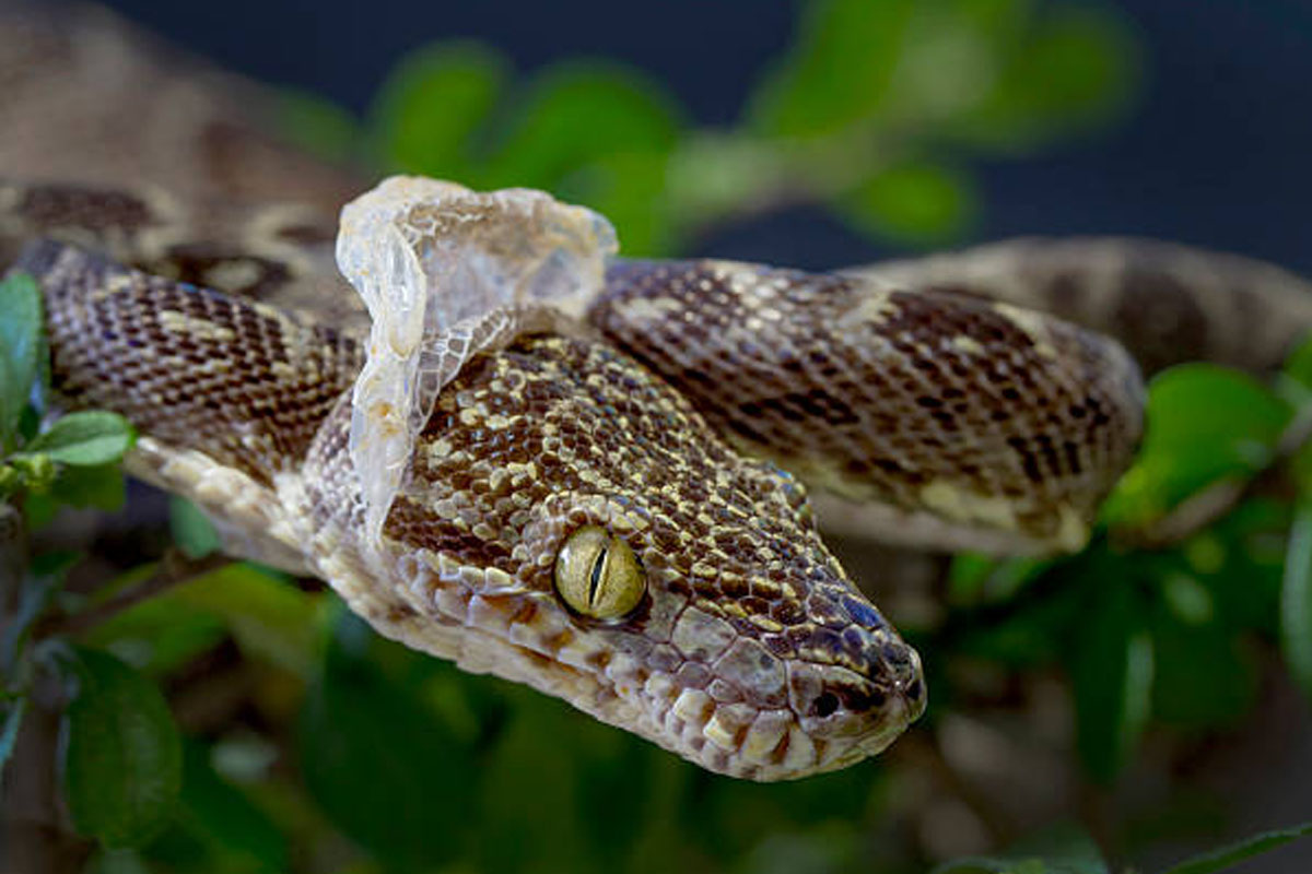 6 ways to understand if a snake is hiding in your garden