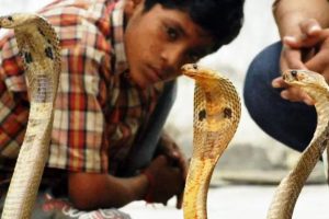 একরত্তির সঙ্গে খেলছে বিষধর গোখরো! ভারতের ‘সাপেদের গ্রামে’ এলে বিস্মিত হয় পর্যটকরা
